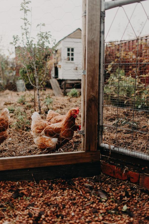 The Allotment Albany - Centrally Located Cottage In Old Albany Buitenkant foto